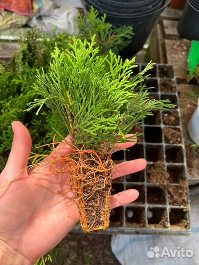 Туя смарагд