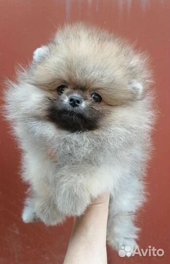 Мальчики Померашки