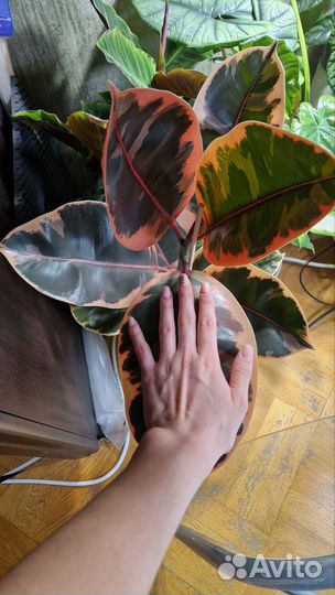 Фикус каучуконосный белиз