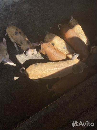 Поросята ландрас дюрок