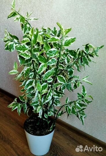 Педилантус