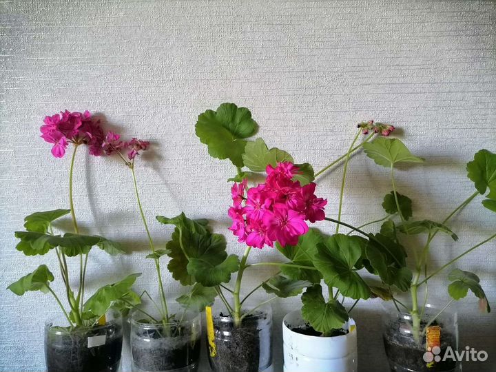 Герань пеларгония