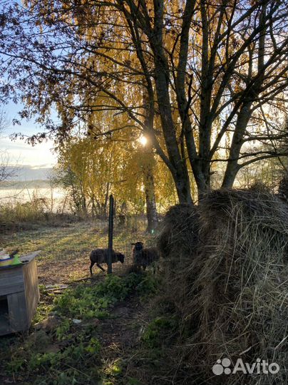 Овцы бараны