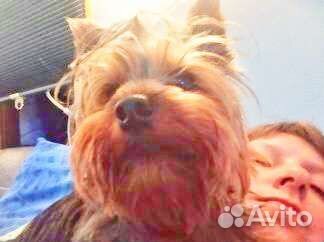 Йеркширский терьер вязка мальчик