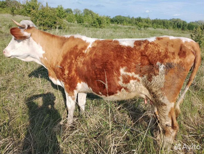 Корова дойная