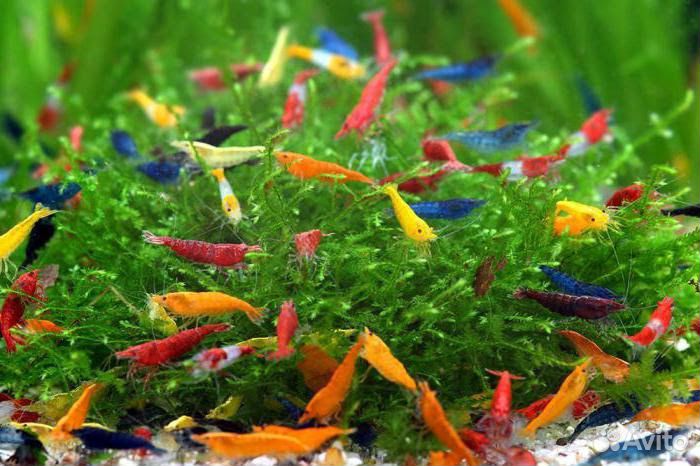 Аквариумные растения и креветки
