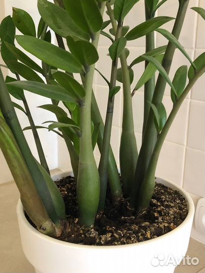 Комнатные цветы