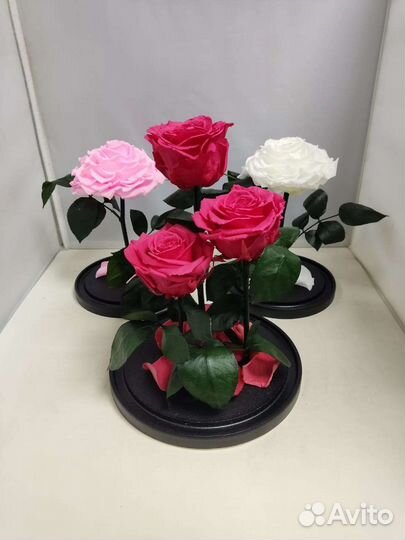 Подарок на новый год / Цветы оптом