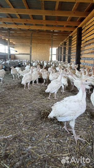 Индюшата биг 6