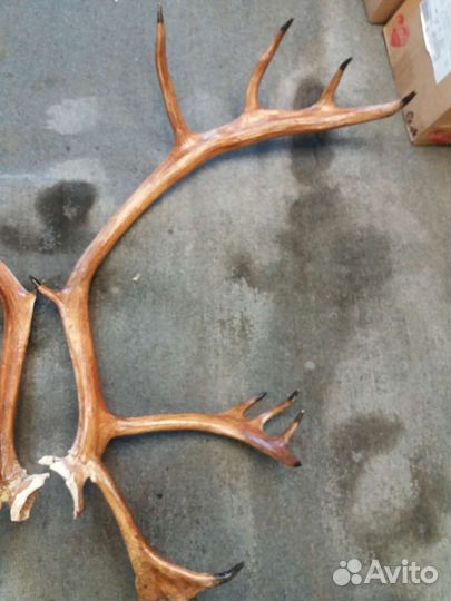 Рога оленя