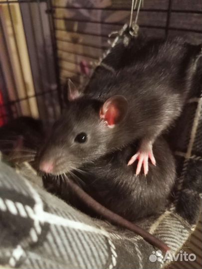 Крысята самцы 150