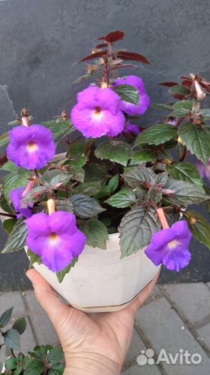 Ахименес сорт Purple King