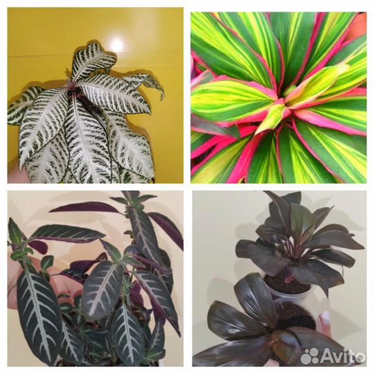 Кордилина, руэллия, афеландра