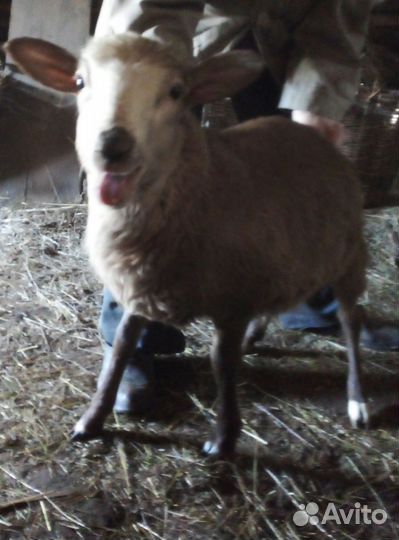 Катумский барашек