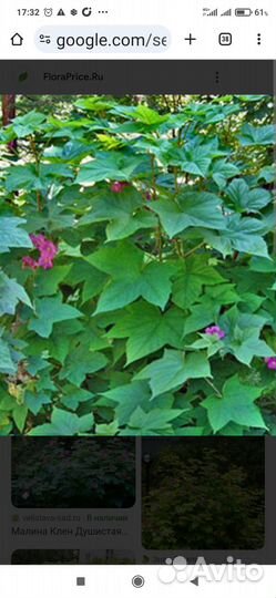 Малина -клён, мята,мелисса, кустики спиреи