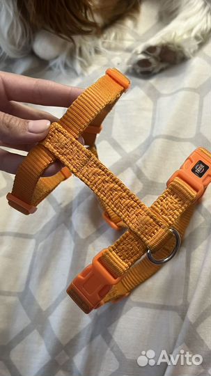 Амуниция для собак