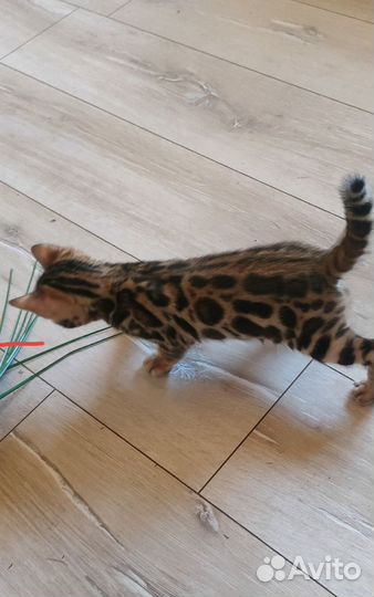 Бенгальская