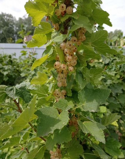 Дача 25 м² на участке 12 сот.