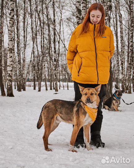 Роскошный Бой очень нуждается в доме