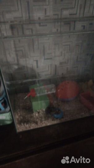 Хомяки джунгарики бесплатно