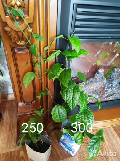 Клеродендрум томпсона