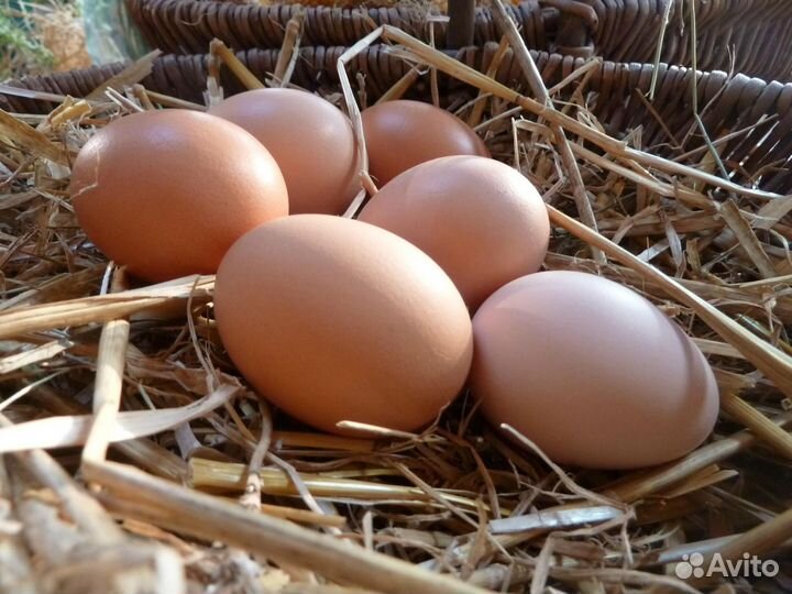 Домашние куриные яйца
