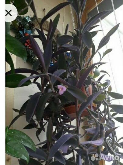 Сеткреазия