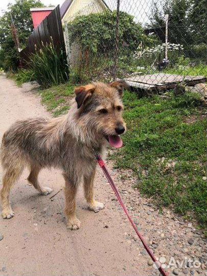 Собака. Вишенка. Стерелизована. Ищем ручки