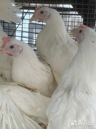 Куры несушки молодки продам, молодняк птицы