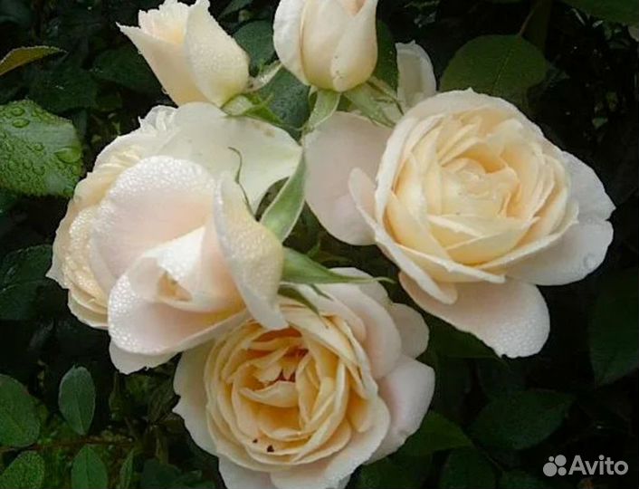 Роза на штамбе