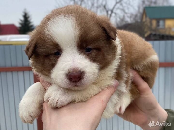 Бордер колли щенки