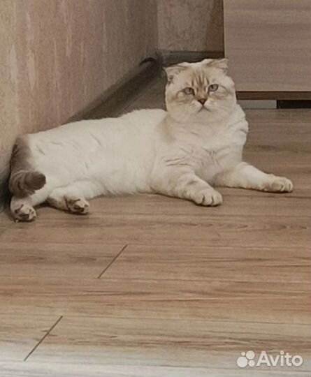 Отдам котика в добрые руки