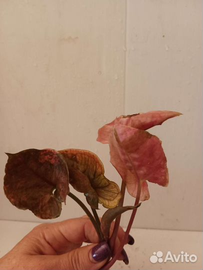 Сингониумы