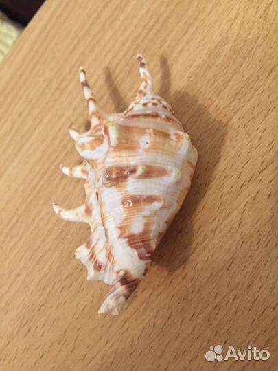 Морская ракушка