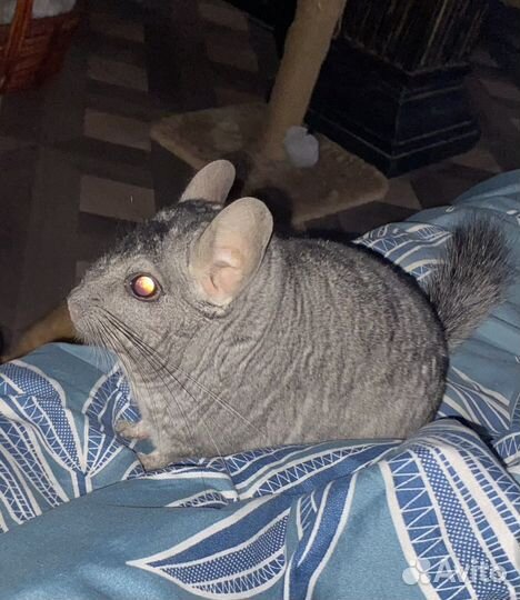 Шиншилла с клеткой