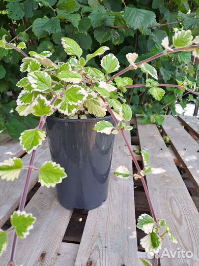 Плектрантус вариегатный