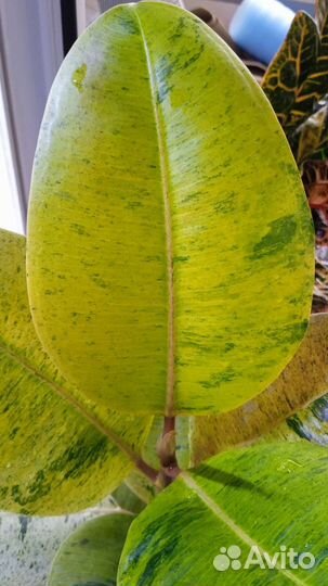 Фикус разные