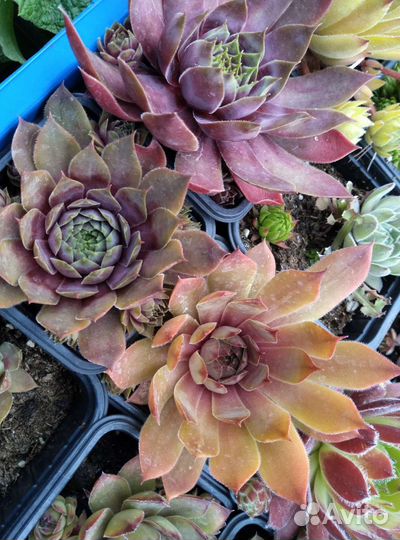 Молодило сортовое