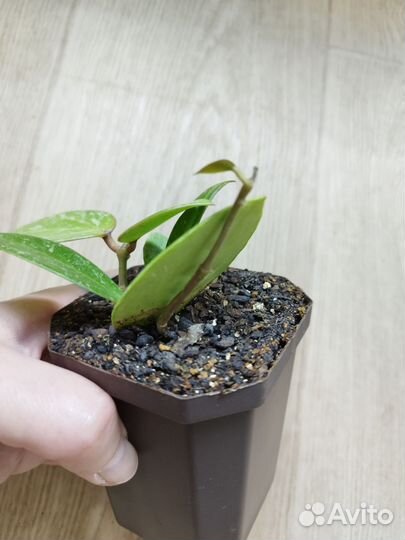 Хойя Паразитика Лао