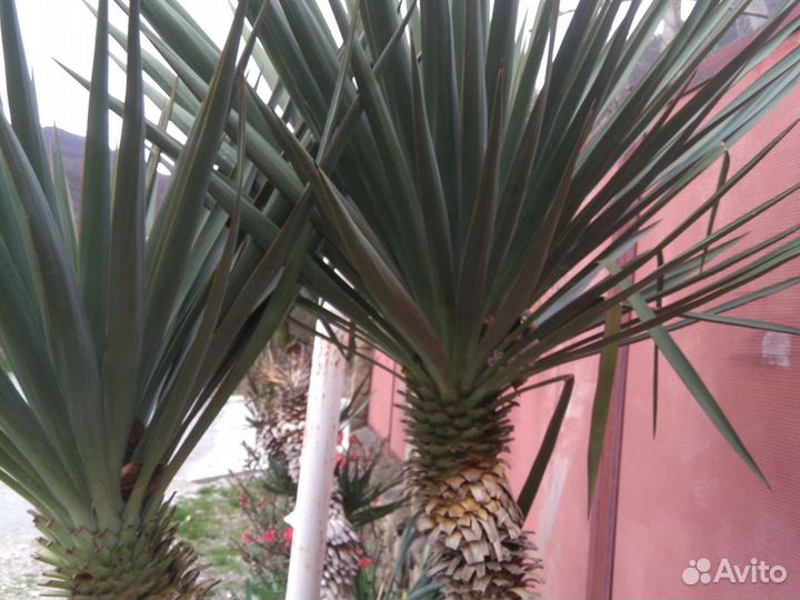 Юка популярное растение