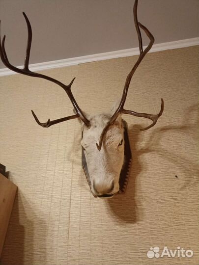 Чучело головы оленя