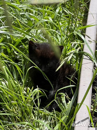 Кошки бесплатно