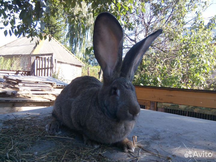 Кролики ризен