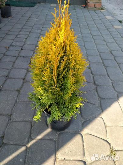 Туя голден смарагд