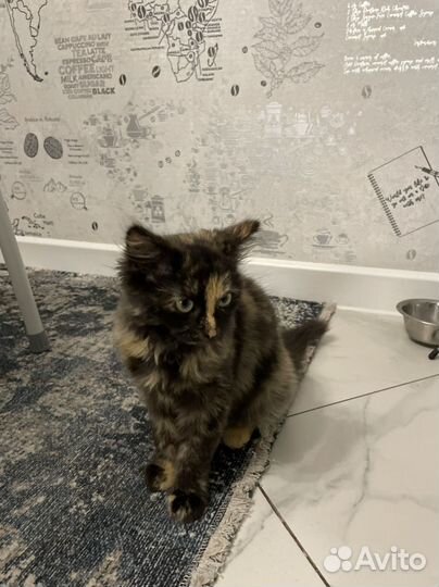 Кошечка в добрые руки
