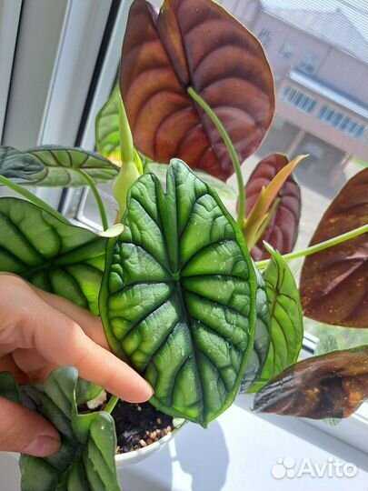 Alocasia