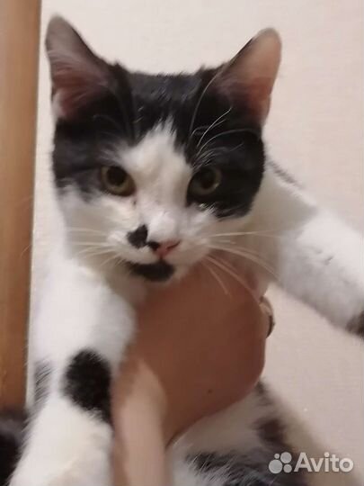 Котенок 6 месяцев, мальчик