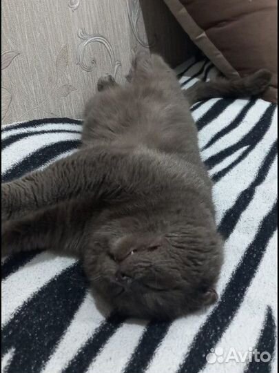 Потерялся кот
