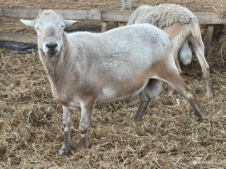 Ярки, ягнята Катумской породы