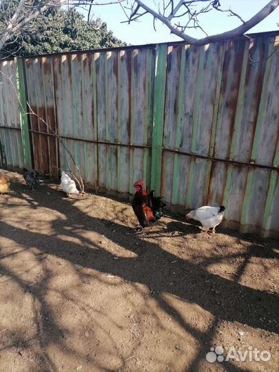 Индюки